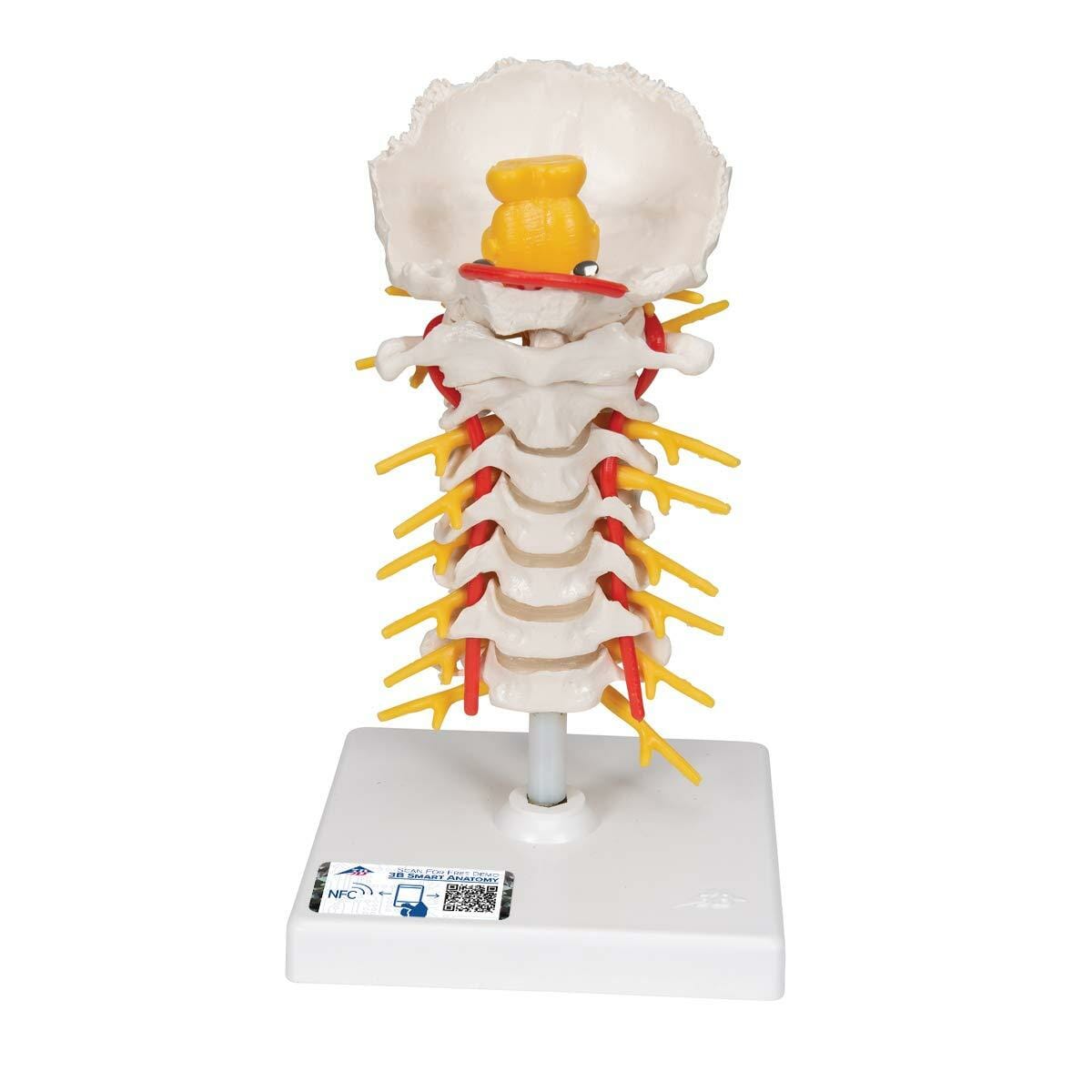 Cervical Human Spinal Column Model Cervical Human Spinal Column Model