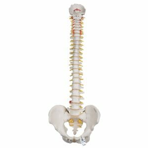 Highly Flexible Human Spine Model, Mounted on a Flexible Core