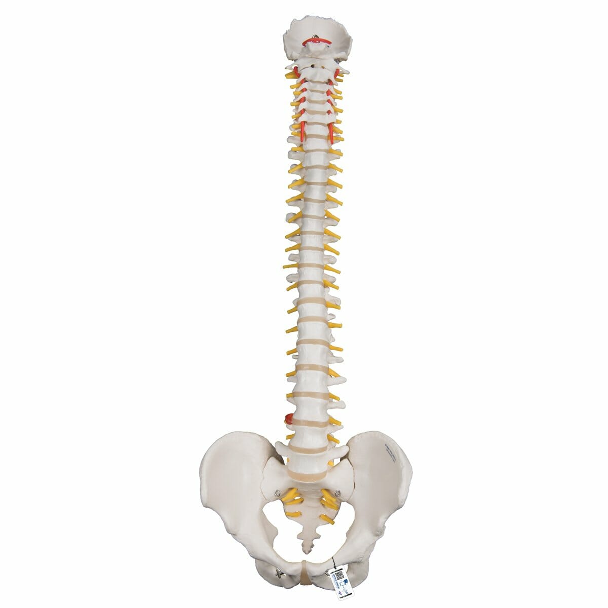 Highly Flexible Human Spine Model, Mounted on a Flexible Core Highly Flexible Human Spine Model, Mounted on a Flexible Core