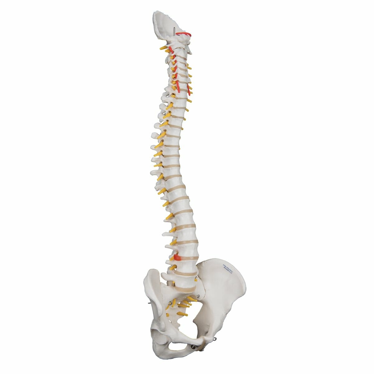 Highly Flexible Human Spine Model, Mounted on a Flexible Core Highly Flexible Human Spine Model, Mounted on a Flexible Core