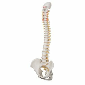 Highly Flexible Human Spine Model, Mounted on a Flexible Core