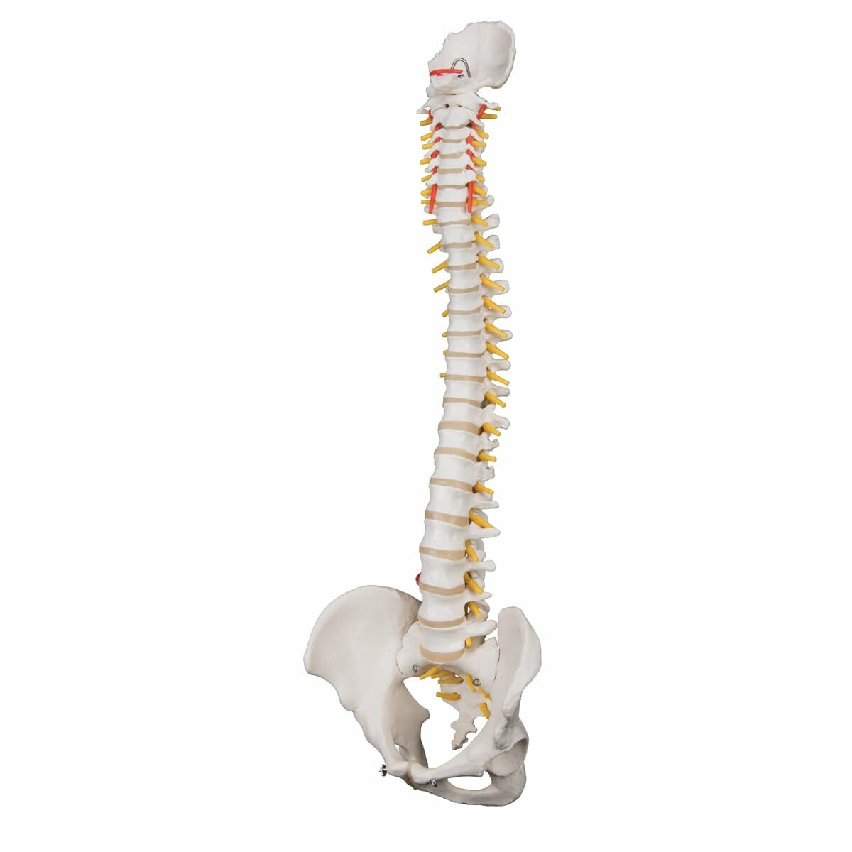 Highly Flexible Human Spine Model, Mounted on a Flexible Core Highly Flexible Human Spine Model, Mounted on a Flexible Core
