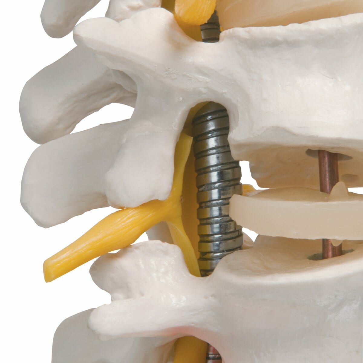 Highly Flexible Human Spine Model, Mounted on a Flexible Core Highly Flexible Human Spine Model, Mounted on a Flexible Core