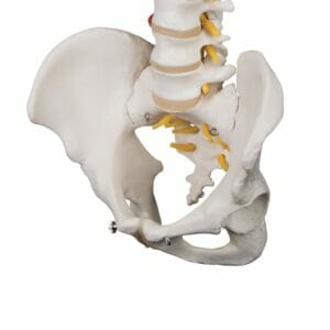 Highly Flexible Human Spine Model, Mounted on a Flexible Core