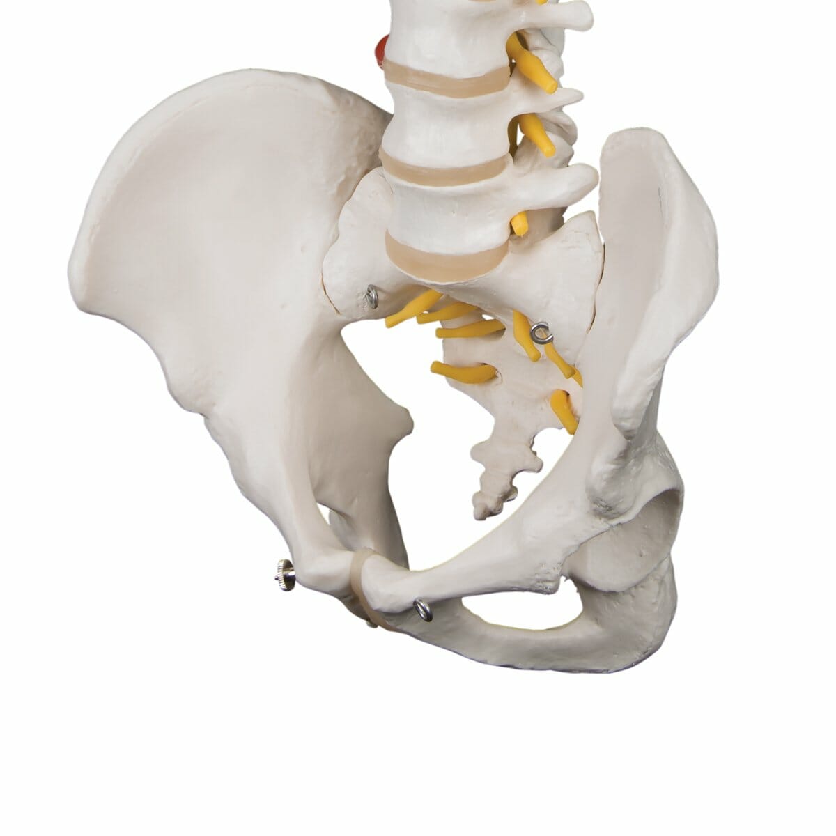 Highly Flexible Human Spine Model, Mounted on a Flexible Core Highly Flexible Human Spine Model, Mounted on a Flexible Core