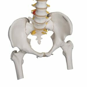 Highly Flexible Human Spine Model, Mounted on a Flexible Core, with Femur Heads