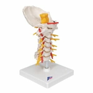 Cervical Human Spinal Column Model