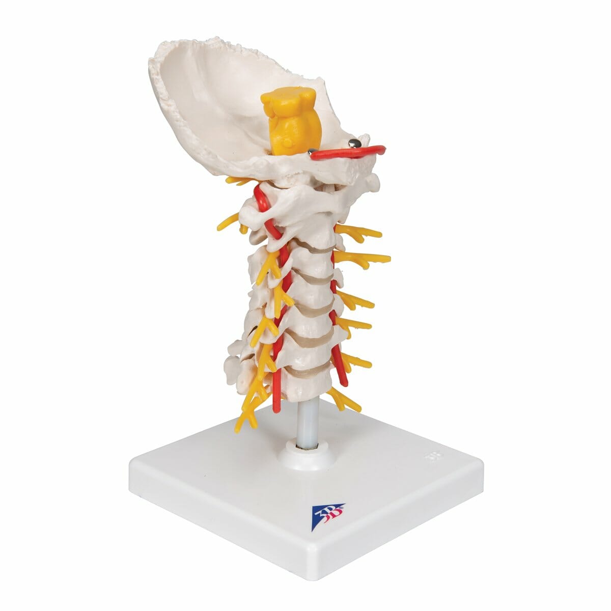 Cervical Human Spinal Column Model Cervical Human Spinal Column Model