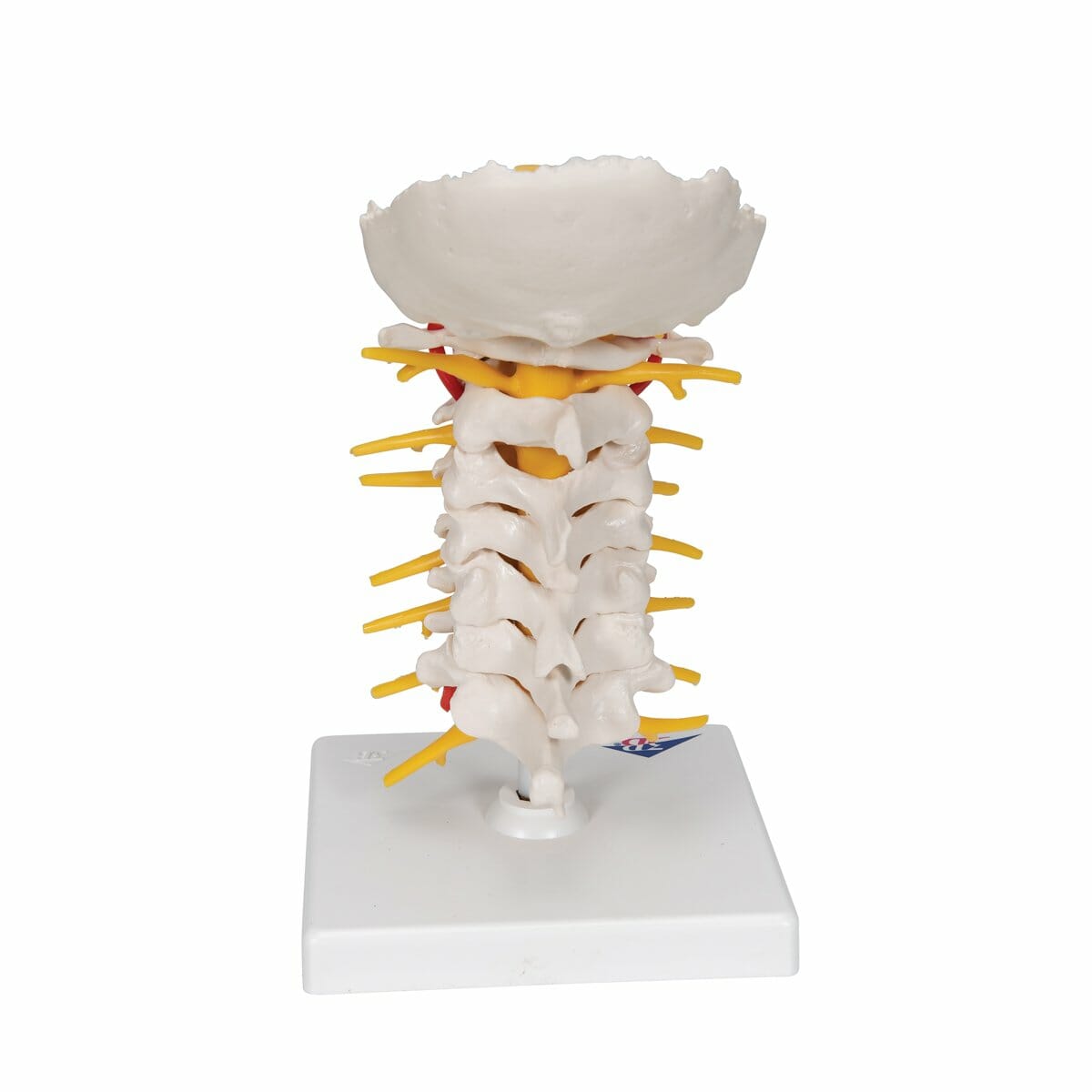 Cervical Human Spinal Column Model Cervical Human Spinal Column Model