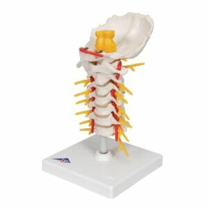 Cervical Human Spinal Column Model
