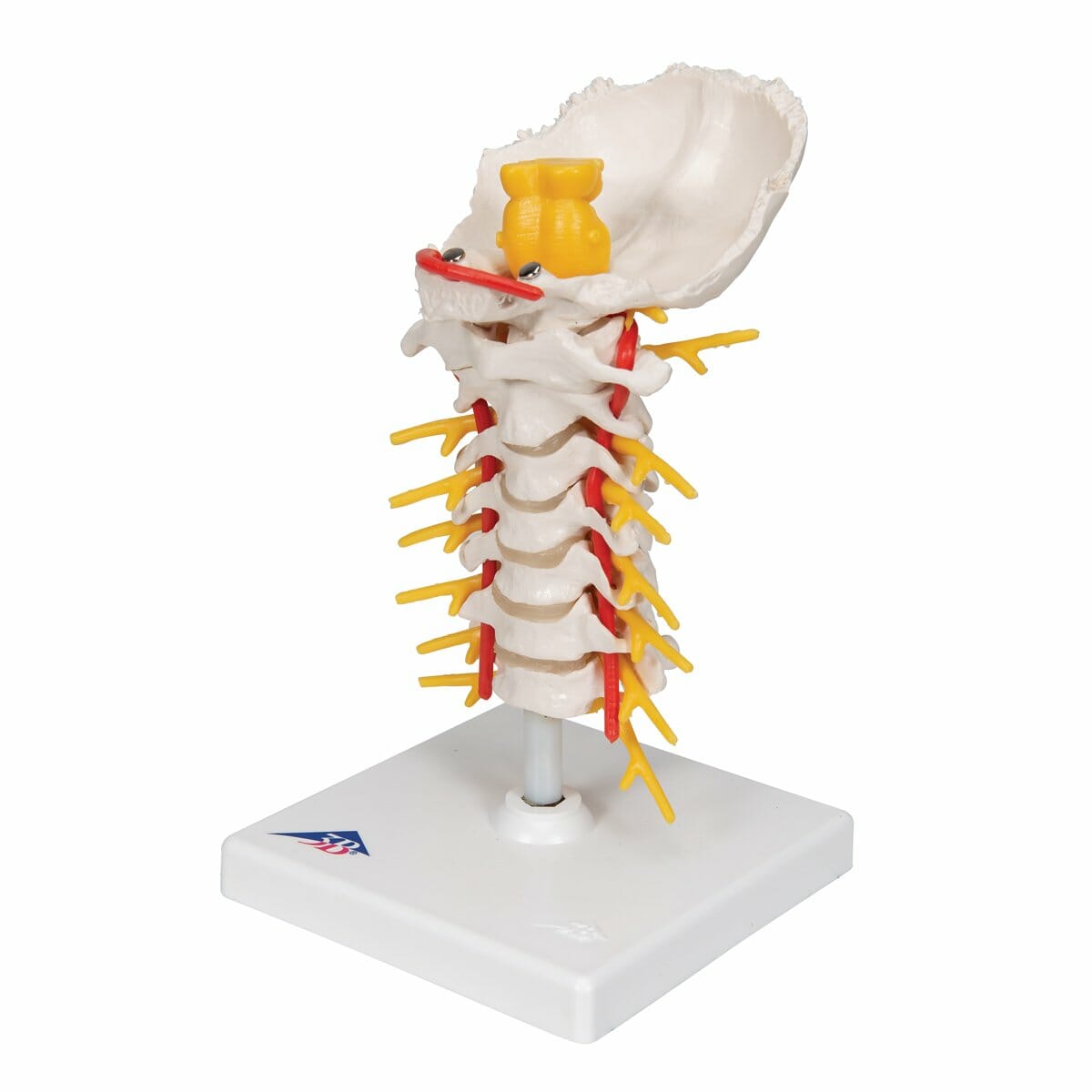Cervical Human Spinal Column Model Cervical Human Spinal Column Model