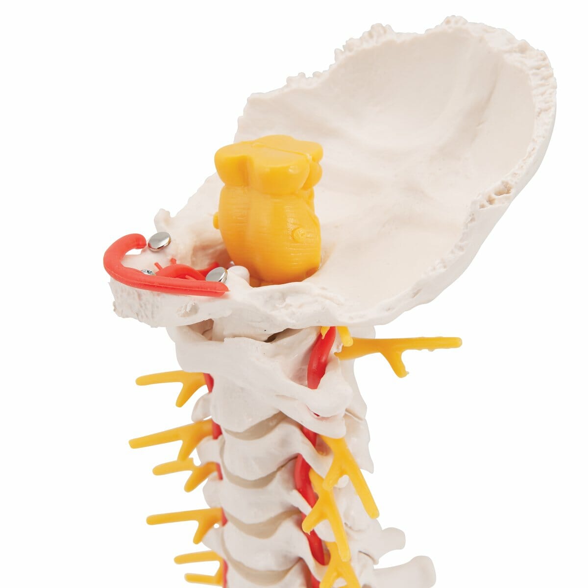 Cervical Human Spinal Column Model Cervical Human Spinal Column Model