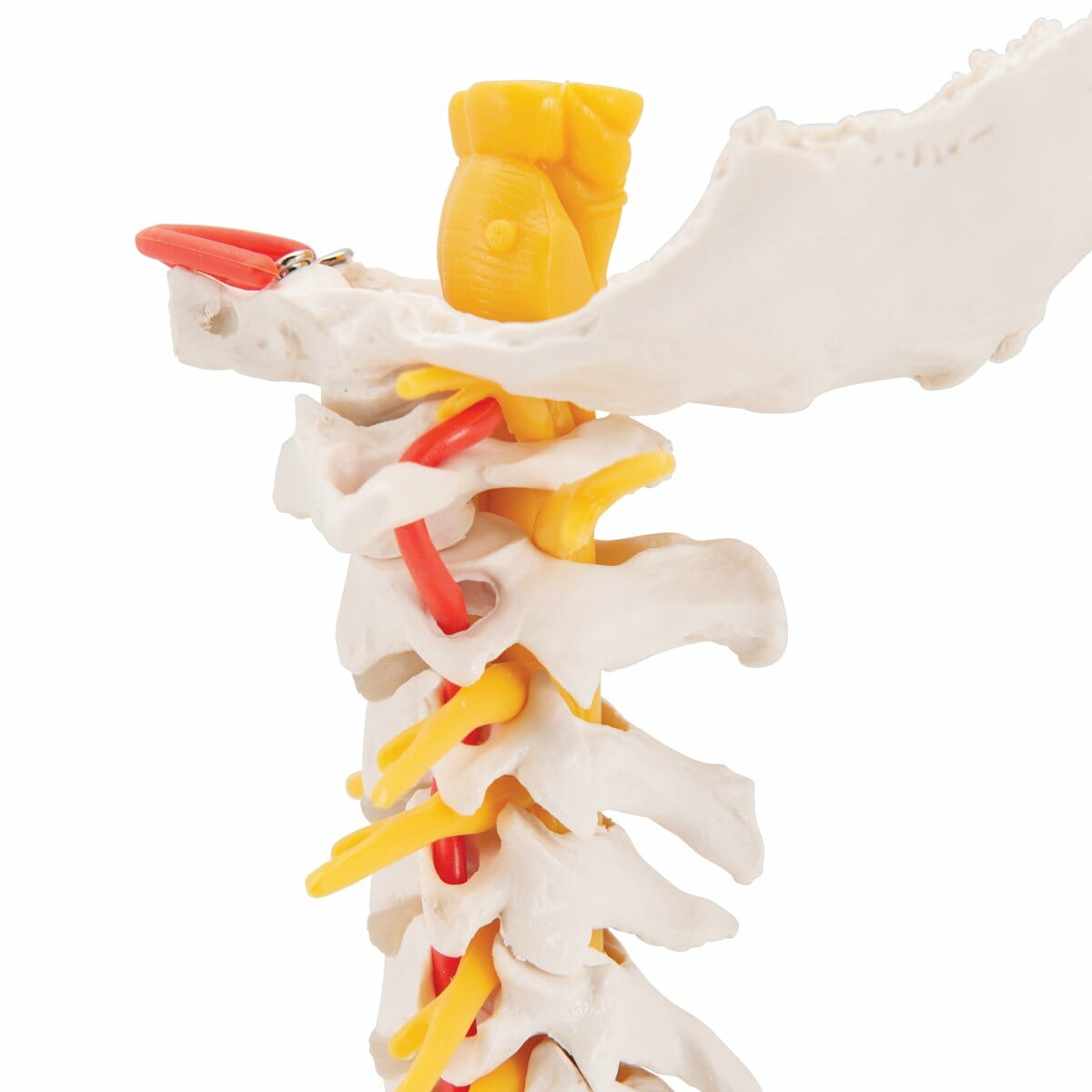 Cervical Human Spinal Column Model Cervical Human Spinal Column Model