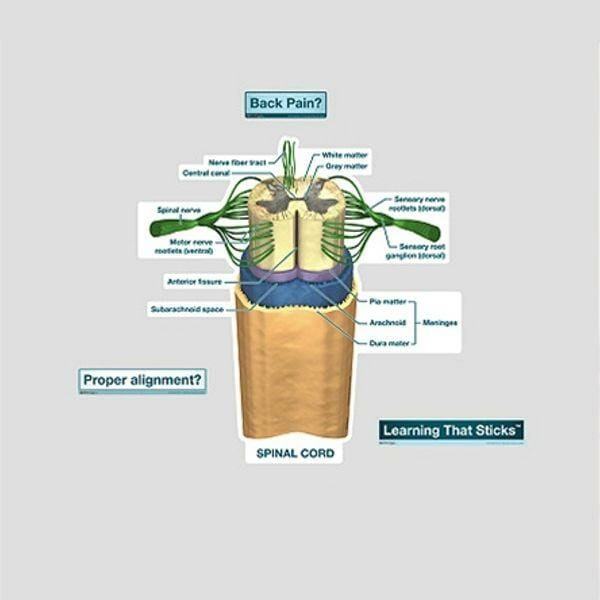 Spinal Cord Labeled Chart - Labeled Removable Wall Graphic Spinal Cord Labeled Chart - Labeled Removable Wall Graphic