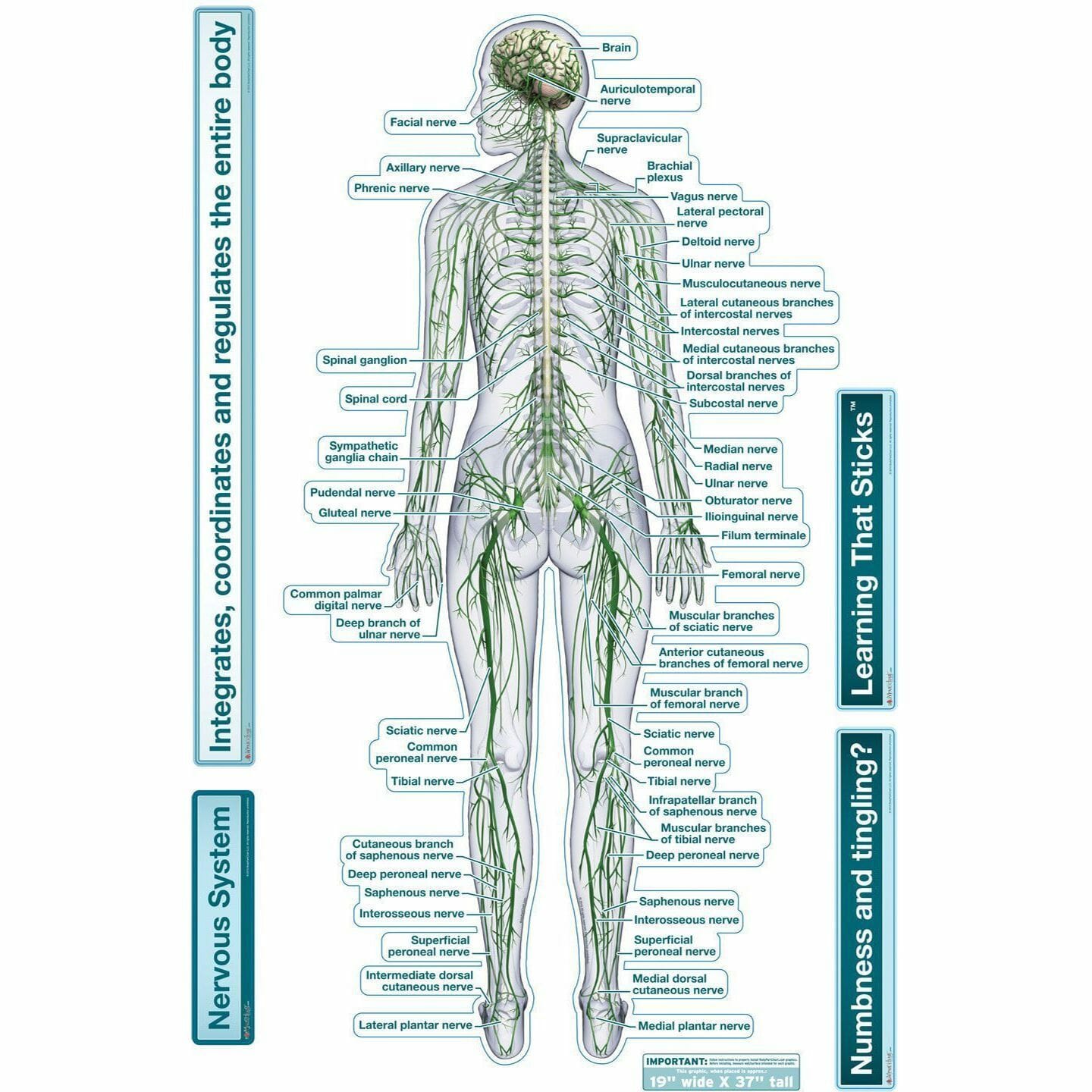Nervous System (Rear View) - Labeled Removable Wall Graphic Nervous System (Rear View) - Labeled Removable Wall Graphic