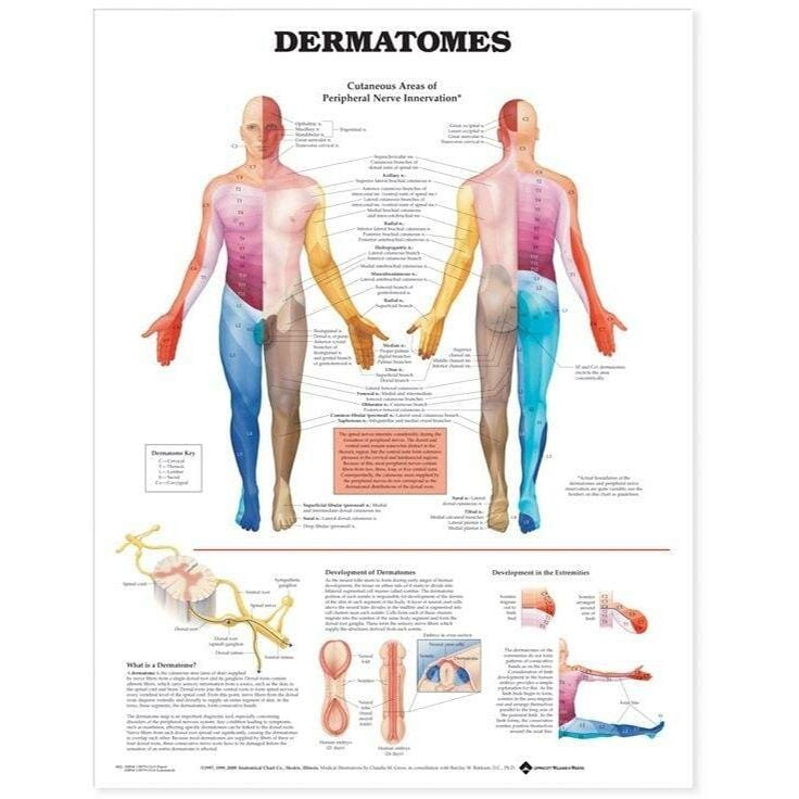 Dermatomes Anatomical Chart Dermatomes Anatomical Chart