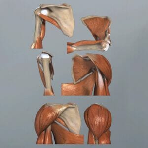 Shoulder Series - Removable Wall Graphic