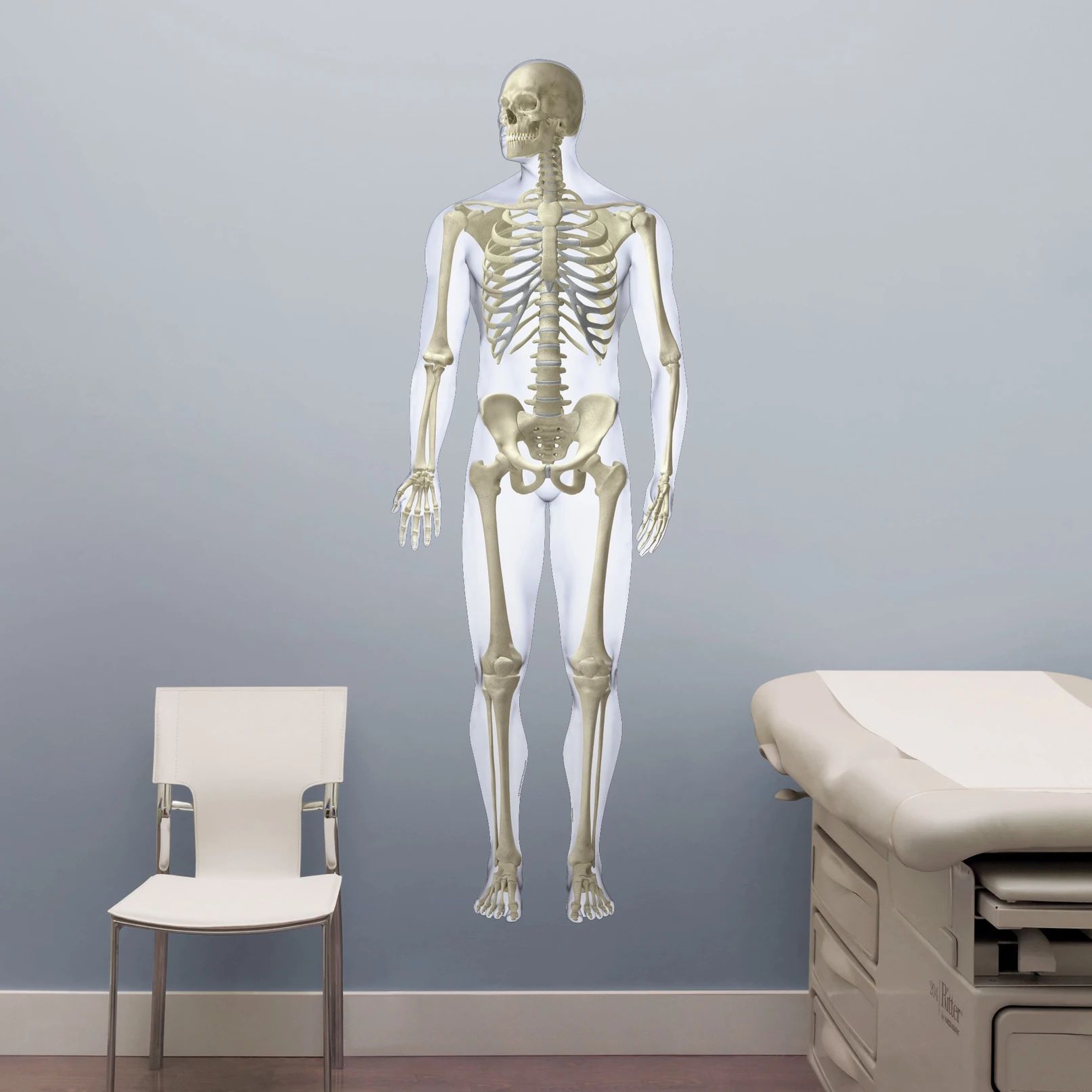 Skeletal System (Front) - Removable Wall Graphic Skeletal System (Front) - Removable Wall Graphic