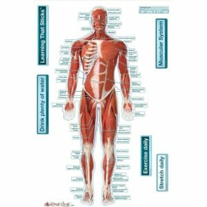 Muscular System (Front) - Labeled Removable Wall Graphic