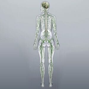 Nervous System - Removable Wall Graphic