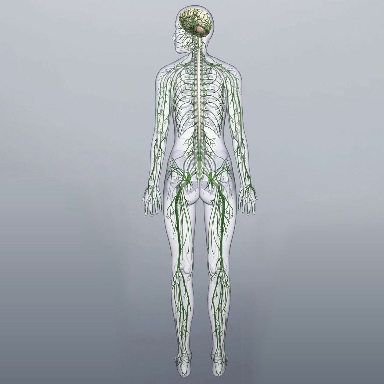 Nervous System - Removable Wall Graphic Nervous System - Removable Wall Graphic