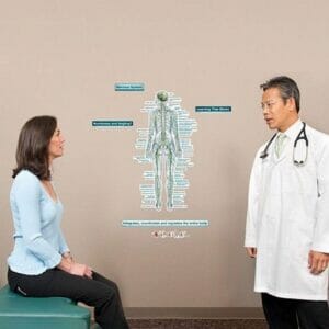 Nervous System (Rear View) - Labeled Removable Wall Graphic