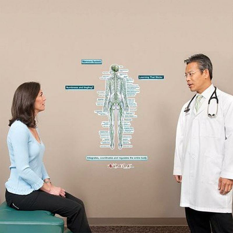 Nervous System (Rear View) - Labeled Removable Wall Graphic Nervous System (Rear View) - Labeled Removable Wall Graphic