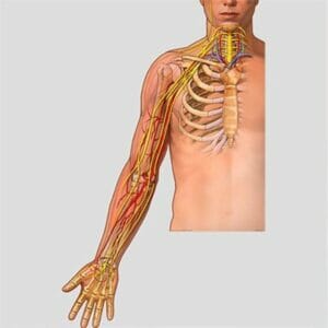 Brachial Plexus - Removable Wall Graphic