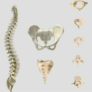 Spine Chart - Removable Wall Graphic