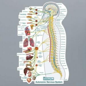 Autonomic Nervous System Lateral - Labeled Removable Wall Graphic