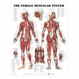 Female Muscular System Anatomical Chart