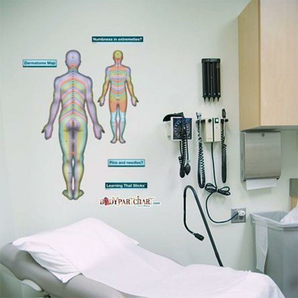 Dermatomes (Rear) - Removable Wall Graphic Dermatomes (Rear) - Removable Wall Graphic