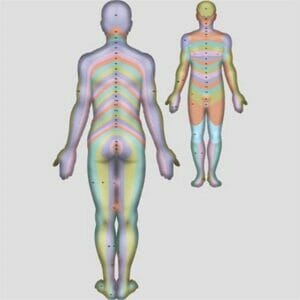 Dermatomes (Rear) - Removable Wall Graphic