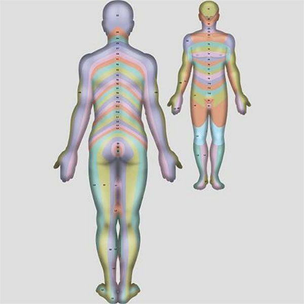 Dermatomes (Rear) - Removable Wall Graphic Dermatomes (Rear) - Removable Wall Graphic