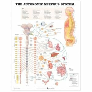 Autonomic Nervous System Anatomical Chart