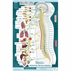 Autonomic Nervous System Lateral - Labeled Removable Wall Graphic