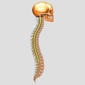 Vertebral Column - Removable Wall Graphic