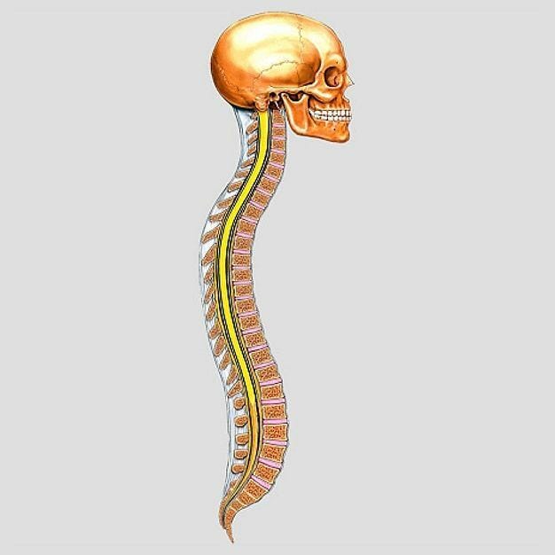 Vertebral Column - Removable Wall Graphic Vertebral Column - Removable Wall Graphic