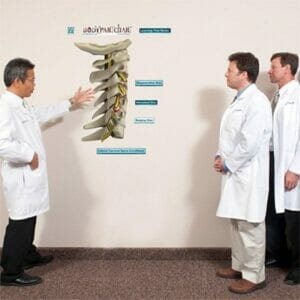 Lateral Cervical Spine - Removable Wall Graphic