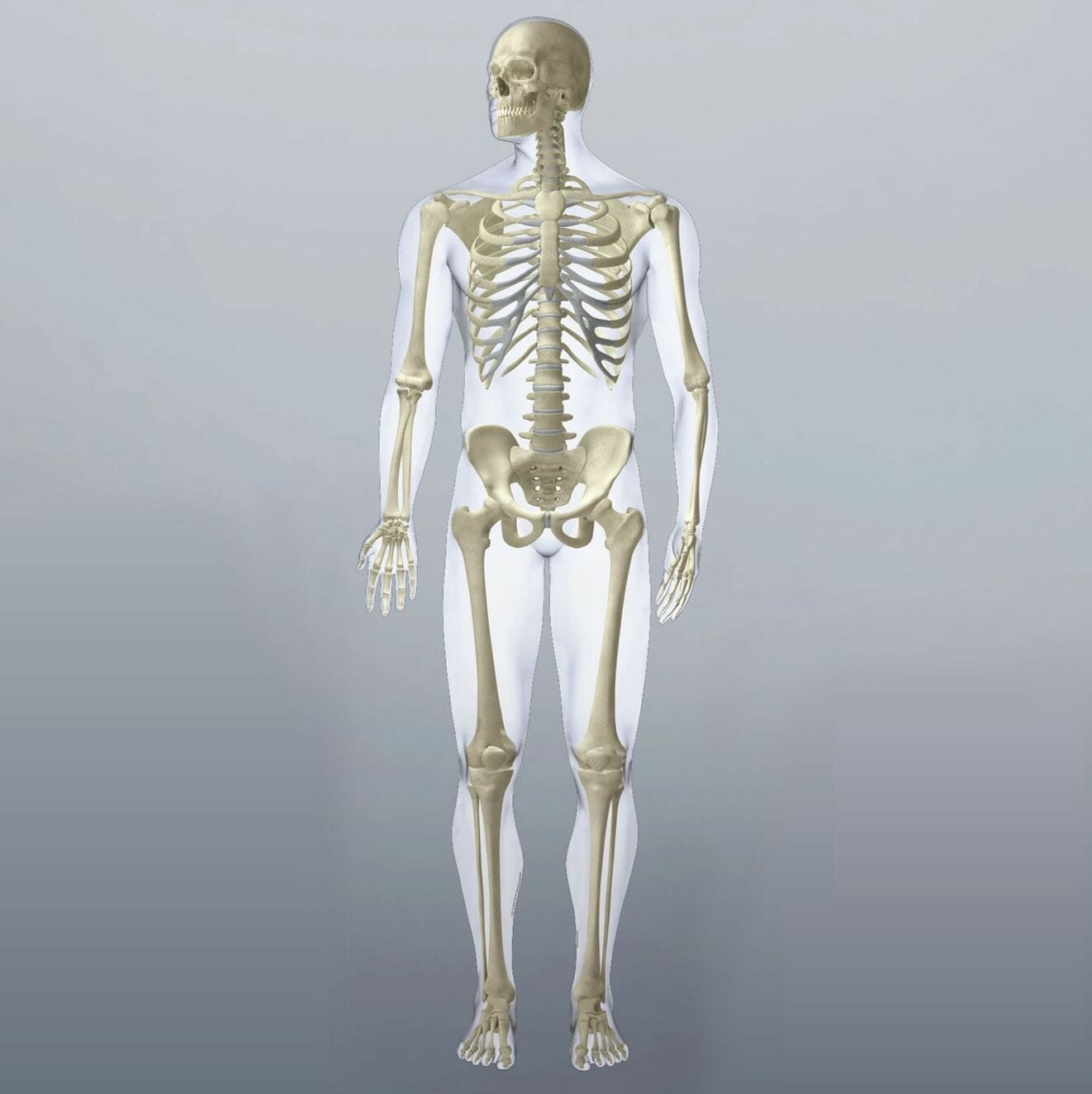 Skeletal System (Front) - Removable Wall Graphic Skeletal System (Front) - Removable Wall Graphic