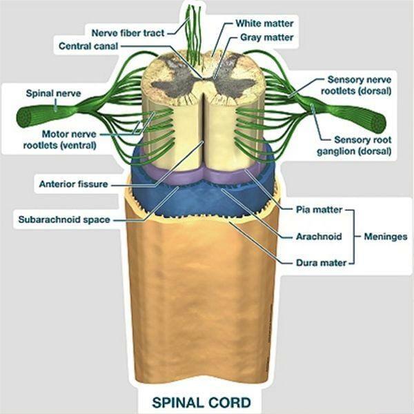 Spinal Cord Labeled Chart - Labeled Removable Wall Graphic Spinal Cord Labeled Chart - Labeled Removable Wall Graphic
