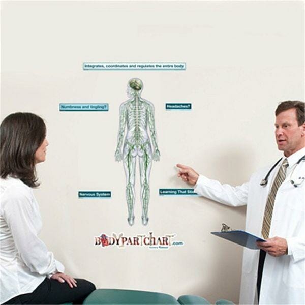 Nervous System - Removable Wall Graphic Nervous System - Removable Wall Graphic