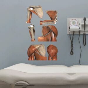 Shoulder Series - Removable Wall Graphic