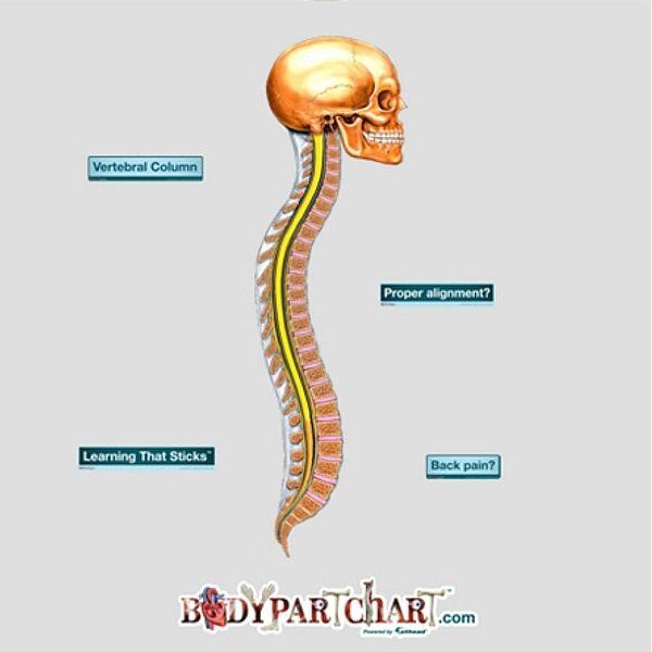 Vertebral Column - Removable Wall Graphic Vertebral Column - Removable Wall Graphic