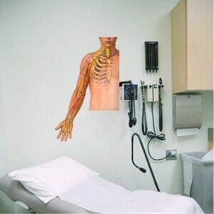 Brachial Plexus - Removable Wall Graphic