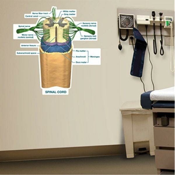 Spinal Cord Labeled Chart - Labeled Removable Wall Graphic Spinal Cord Labeled Chart - Labeled Removable Wall Graphic