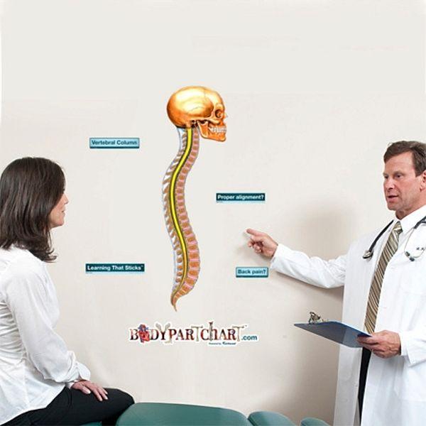 Vertebral Column - Removable Wall Graphic Vertebral Column - Removable Wall Graphic