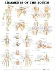 Ligaments of the Joints Anatomical Chart