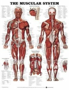 Muscular System Anatomical male