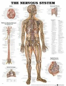 Nervous System